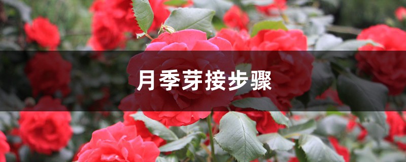 月季芽接步驟