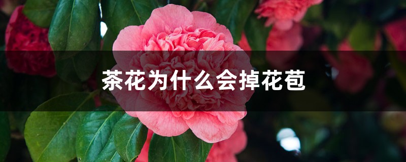 茶花为什么会掉花苞