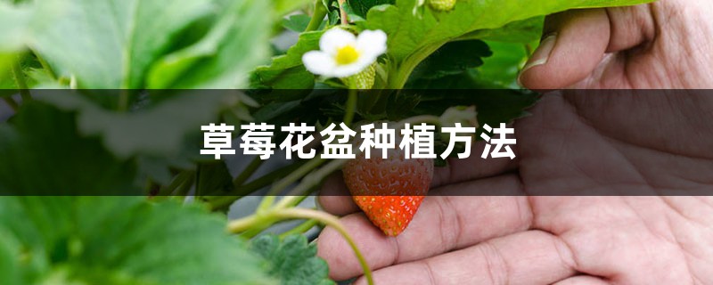 草莓花盆种植方法