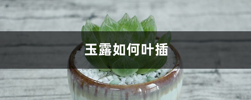 玉露如何葉插