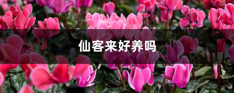 仙客來好養(yǎng)嗎