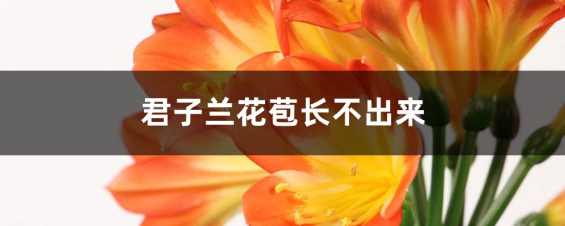 君子蘭花苞長(zhǎng)不出來怎么辦