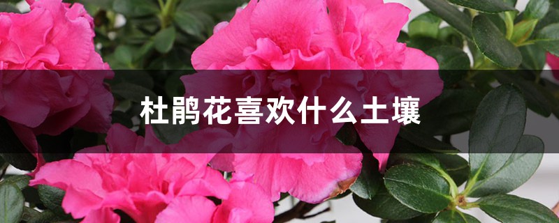 杜鵑花喜歡什么土壤