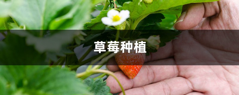 草莓种植过程