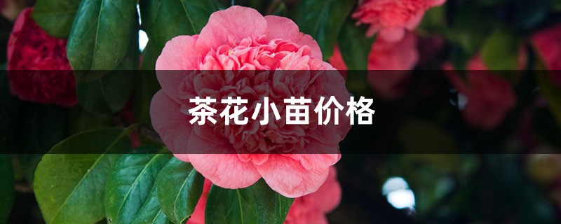 茶花小苗價格