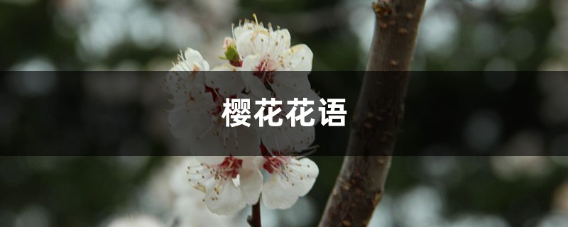 樱花花语