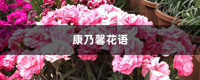康乃馨花语