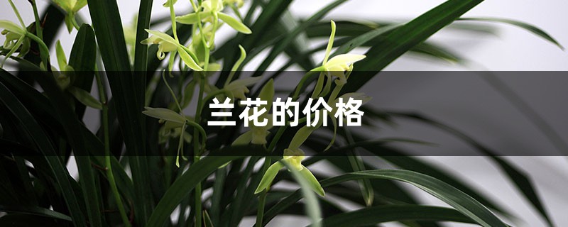 蘭花的價(jià)格