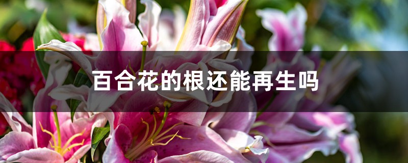 百合花的根還能再生嗎