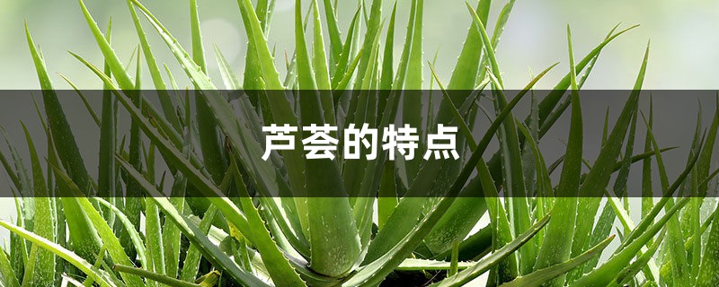 蘆薈的特點(diǎn)