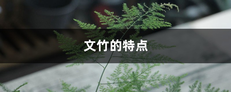 文竹的特点