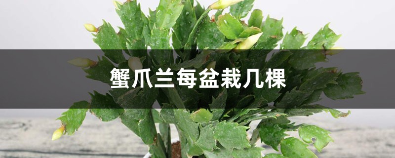 蟹爪兰每盆栽几棵比较合适，为什么不能多栽？