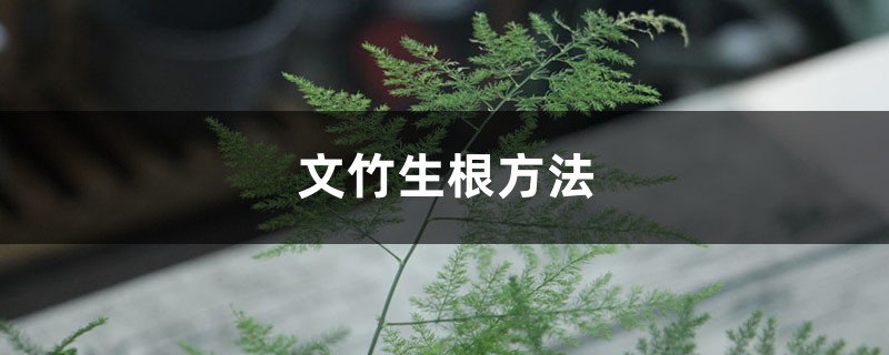 文竹的生根方法（文竹怎样生根发芽）