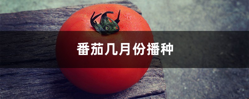 番茄几月份播种