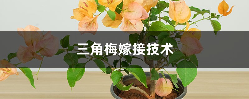 三角梅嫁接技術