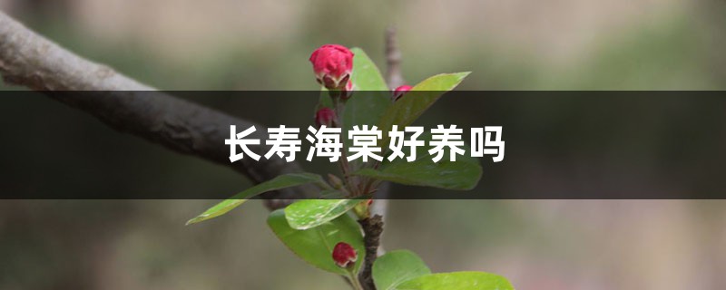 長(zhǎng)壽海棠好養(yǎng)嗎