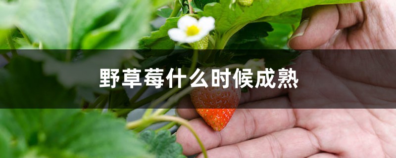 野草莓什么時(shí)候成熟