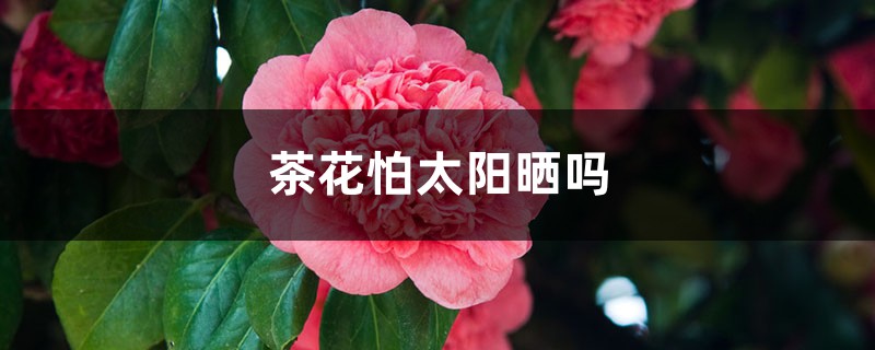 茶花怕太陽曬嗎