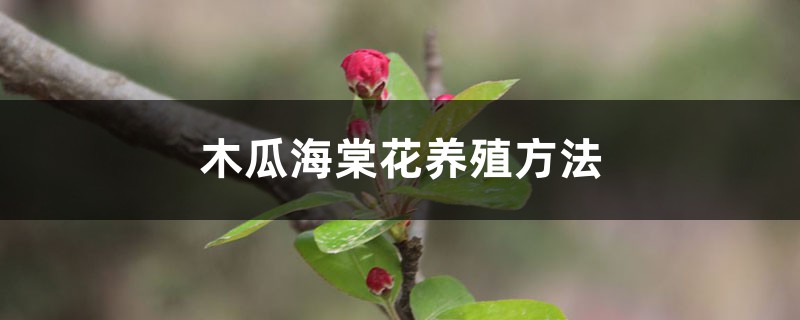 木瓜海棠花的养殖方法