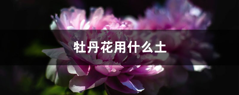 牡丹花用什么土（牡丹花用什么土栽培好）