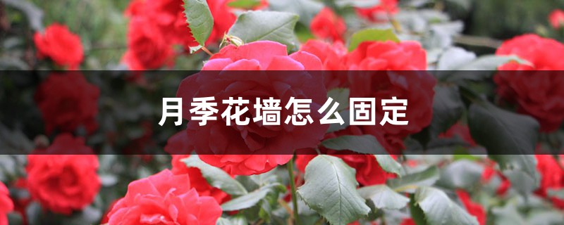 月季花墙怎么固定 花百科