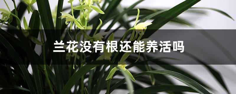 兰花没有根还能养活吗