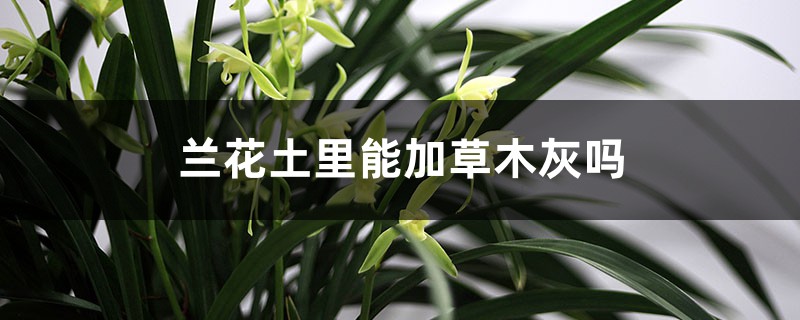 蘭花土里能加草木灰嗎