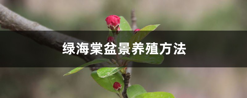 绿海棠盆景养殖方法