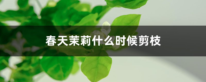 春天茉莉什么時(shí)候剪枝