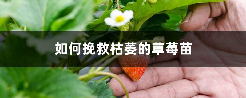 如何挽救枯萎的草莓苗
