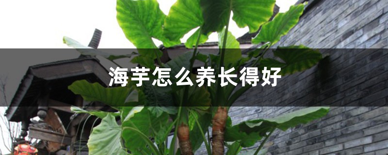 海芋怎么養(yǎng)長得好