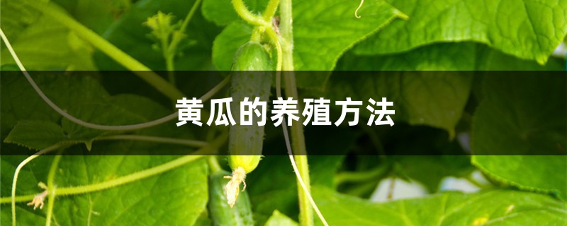 黄瓜的养殖方法