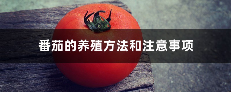 番茄的养殖方法和注意事项