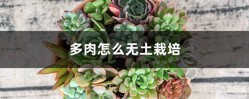 多肉怎么无土栽培（多肉植物无土栽培）