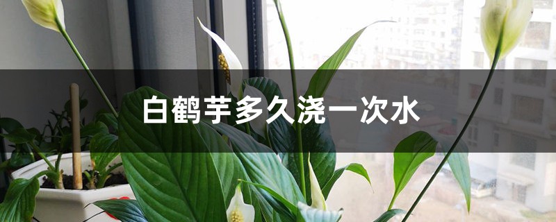 白鶴芋多久澆一次水