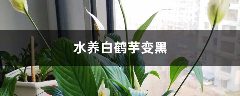 水养白鹤芋变黑怎么办（）