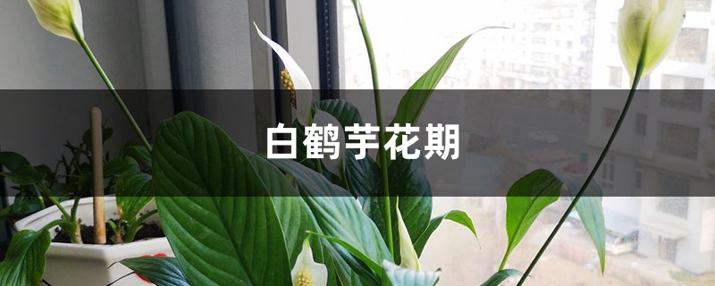 白鹤芋花期后如何养护