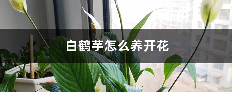 白鹤芋怎么养开花