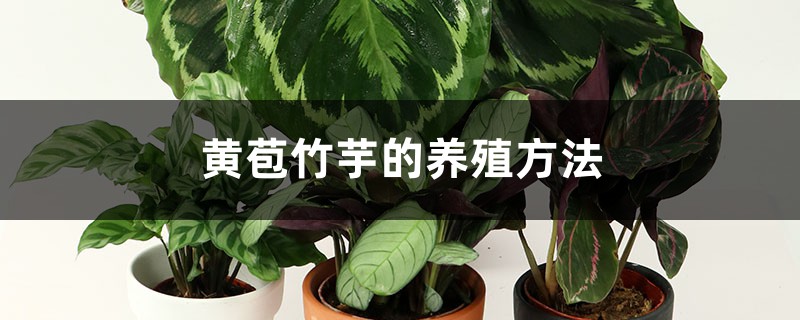黄苞竹芋的养殖方法和注意事项