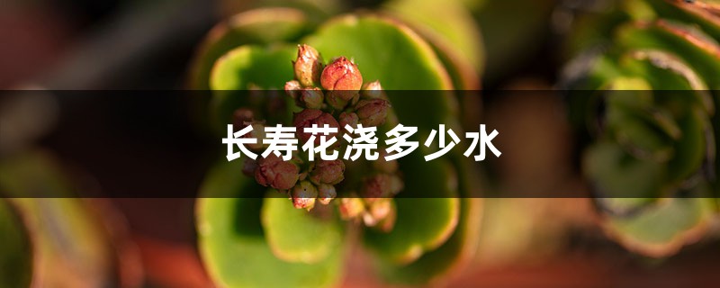 长寿花浇多少水（长寿花一次浇多少毫升）