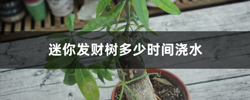 迷你發(fā)財(cái)樹(shù)多少時(shí)間澆次水