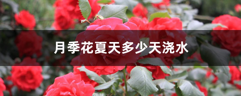 月季花夏天多少天澆次水