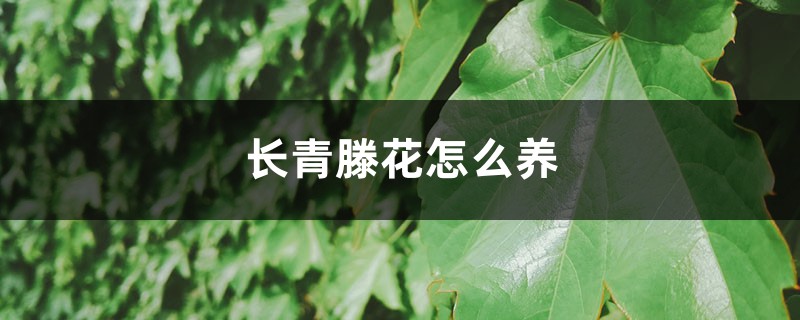 常青藤花怎么养（常青藤花怎么养殖）