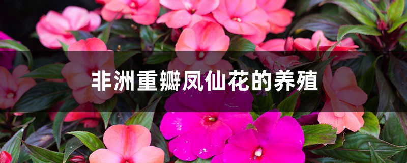 非洲重瓣鳳仙花的養(yǎng)殖