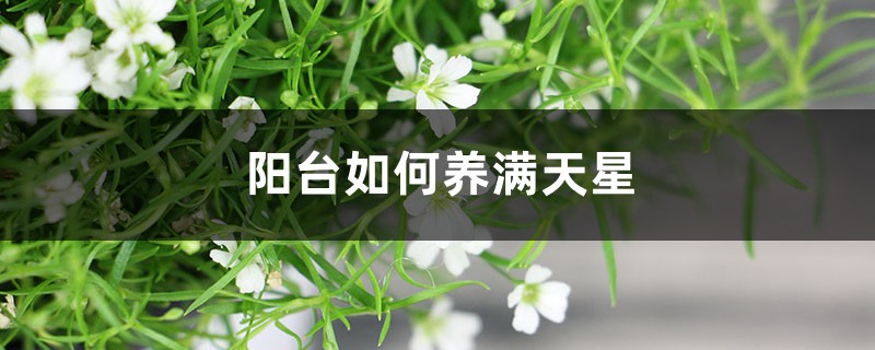 陽臺如何養(yǎng)滿天星，需要注意什么