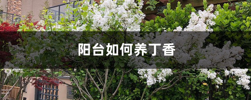 陽(yáng)臺(tái)如何養(yǎng)丁香，需要注意什么