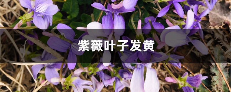 紫薇黄叶的原因和处理办法