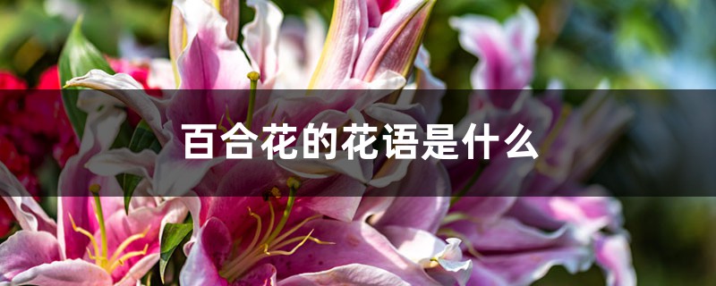百合花的花语是什么，百合花象征着什么