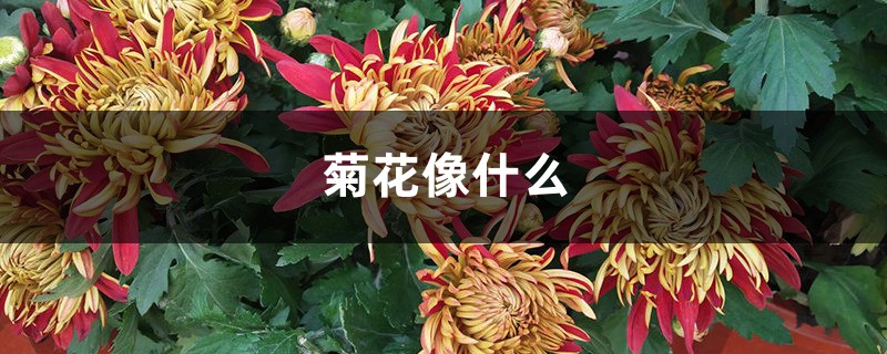 菊花像什么，菊花圖片