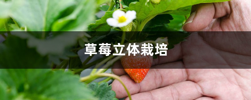 草莓立体栽培，草莓立体种植槽